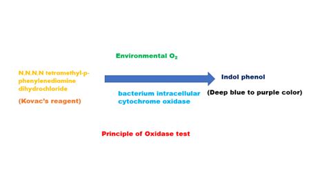 oxidase test prinzip.